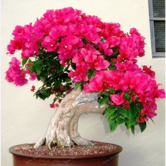 Version 2 - Rare Sakura Bonsaï Fleur Cerisier Fleurs Arbre Plantes Pour La Maison Jardin Pièces #11 #95