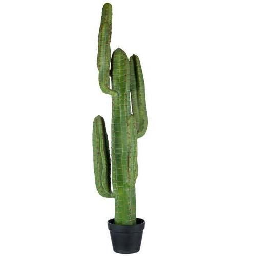 Achat Cactus Geant