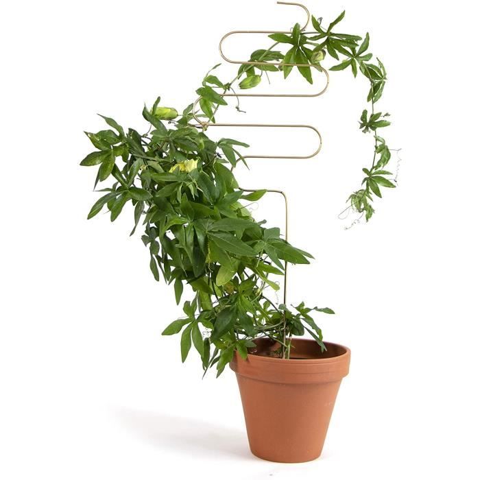 Tuteur ressort pour plante grimpante - passeur de plantes