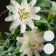 2x Passiflora Elliot – Passiflore – Plante grimpante – Facile d'entretien - D15 cm - H60-70 cm-0