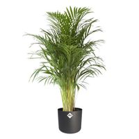 Plante d'intérieur – Palmiste multipliant en pot de fleur anthracite cylindrique comme un ensemble – Hauteur: 110 cm...