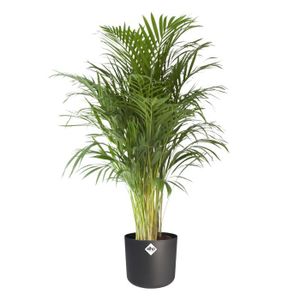PLANTE POUSSÉE Plante d'intérieur – Palmiste multipliant en pot de fleur anthracite cylindrique comme un ensemble – Hauteur: 110 cm...