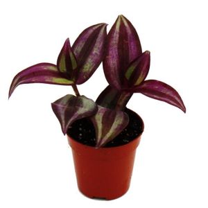 PLANTE POUSSÉE Mini plante - Tradescantia « Purple » - fleur à trois maîtres - sorcière d’eau - Idéal pour petits bols et bocaux - Bébé plante en