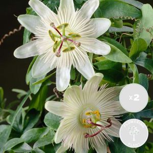 PLANTE POUSSÉE 2x Passiflora Elliot – Passiflore – Plante grimpante – Facile d'entretien - D15 cm - H60-70 cm