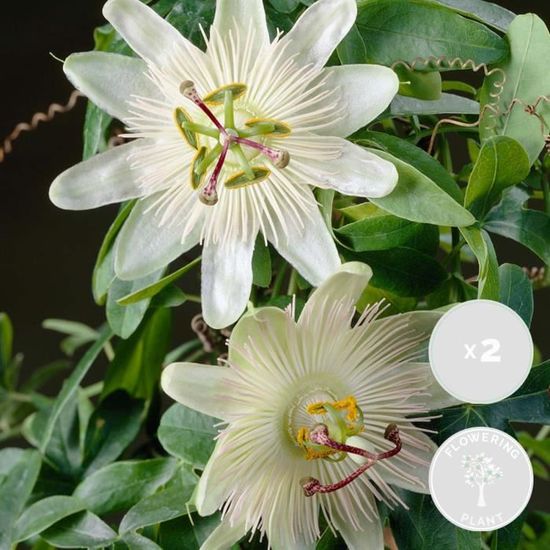 2x Passiflora Elliot – Passiflore – Plante grimpante – Facile d'entretien - D15 cm - H60-70 cm