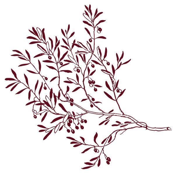 Sticker Branche D Olivier Olive 60x60 Cm Bordeaux Arb013 Cdiscount Maison