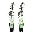 2x Passiflora Elliot – Passiflore – Plante grimpante – Facile d'entretien - D15 cm - H60-70 cm-1