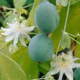 2x Passiflora Elliot – Passiflore – Plante grimpante – Facile d'entretien - D15 cm - H60-70 cm-2