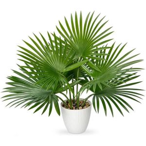 FLEUR ARTIFICIELLE Palmier Artificiel En Pot De 38 Cm - Plante Tropicale Artificielle - Décoration D'Intérieur