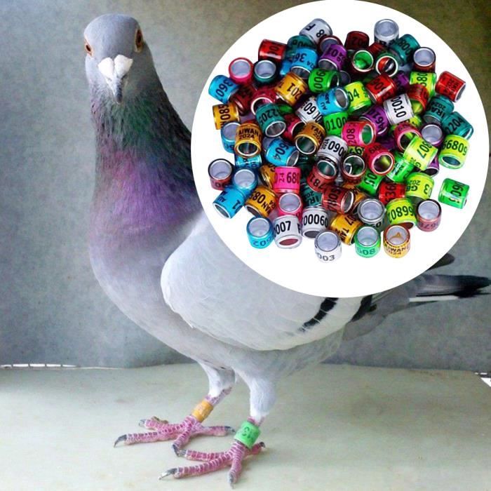 Anneaux De Cuisse Numérotés Pour Poules – Clip Facile – Identification Volaille (lot De Couleurs)