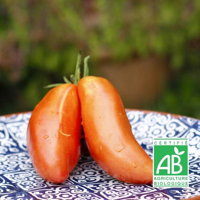 Statele Andine Graines de Tomate Andine Cornue - Sans traitement - Cdiscount Jardin
