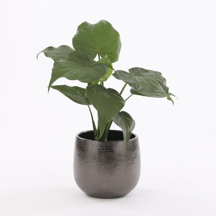 Pot design pour plantes d'intérieur- Bronze