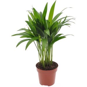 PLANTE POUSSÉE Pots de fleurs - Palmiste Multipliant - Areca Dypsis Lutescens - Hauteur 50 cm