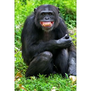 Singe mignon adorable Primate Chimpanzé Autocollant Mural Décalque Vinyle Art A5