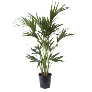 PLANTE POUSSÉE Palmier Kentia | plante d'intérieur| hauteur 110 cm | Pot 21 cm | Entretien facile