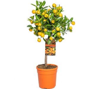 ARBRE - BUISSON Citrus mitis 'Calamondin' - Mandarinier - Arbre Fruitier - Persistant – D19 cm - H55-65 cm
