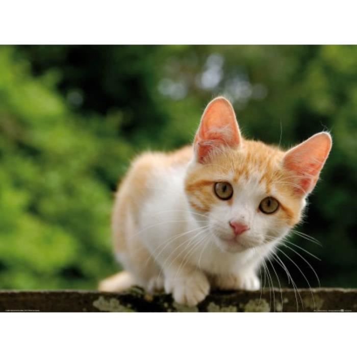 Chats Poster Reproduction Chaton Tigre Roux Et Blanc Attentif 60 X 80 Cm Cdiscount Maison Chats Poster Reproduction Chaton Tigre Roux Et Blanc Attentif 60 X 80 Cm Cdiscount Maison