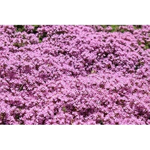 LI500 Creeping graines de thym WALK ON ME Thymus serpyllum Herb Flower
