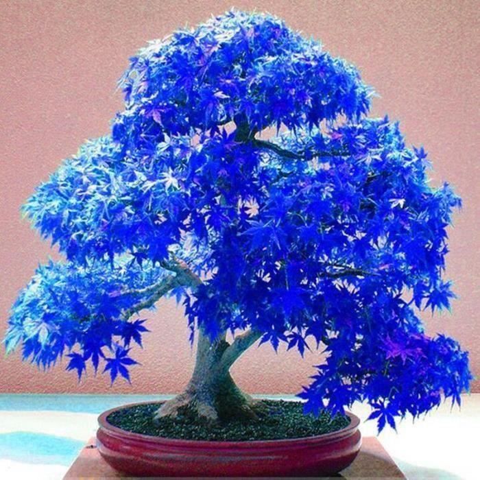 Vip2store 20 Graines Erable Bleu Japonais Arbre Plante Bonsai Cdiscount Maison