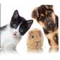 Téléchargement gratuit Images Toile Imprime Drole Trio Chien Chat Meerschwein Completement dernière par