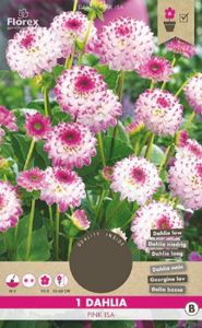 BULBE Bulbes à planter - Bulbe de fleurs - Florex - Dahlia Pink Isa