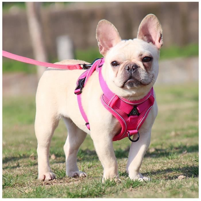 Meilleurs prix pour Laisse harnais pour petit chat et chien harnais résistant à la traction avec bandes réfléchissantes réglables-Taille : M-Rose