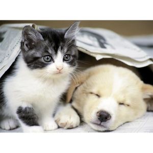 PUZZLE Puzzle 500 pcs Réveille Toi PUZZLE Puzzle 500 pcs Réveille Toi