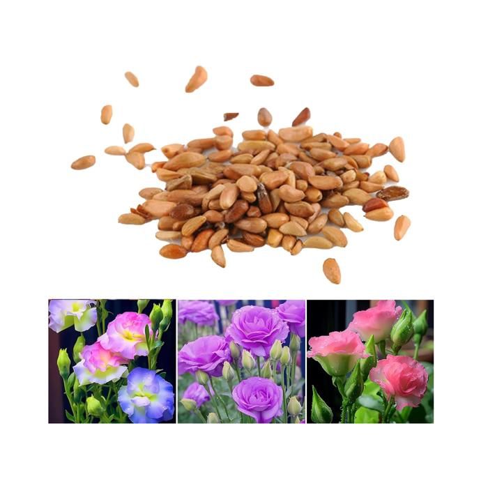 300 Graines D'Eustoma Lisianthus Couleurs Mélangées - Fleurs Ornementales Faciles à Cultiver