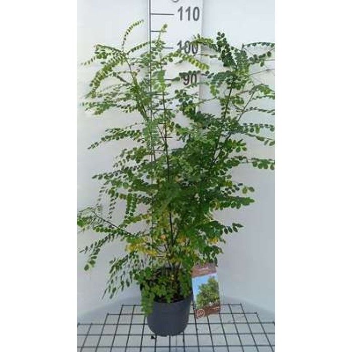 Styphnolobium japonicum ( sophora japonica) - Sophora Du Japon 60- 80 cm en pot