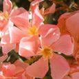 Rose saumon