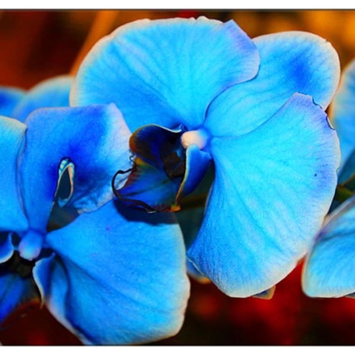 TEMPSA 200 Pcs Graines orchidée papillon bleu jardin maison fleur