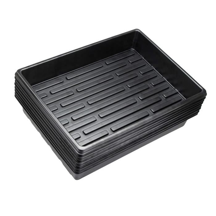 Bois Chanceux Brésilien - Mini Plante Hydroponique Décorative, Purifie L'air, Germination Magique