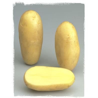 Plants de pomme de terre - Hollandaise - Calibre 28/35 mm - Spécial frites, purées, potages