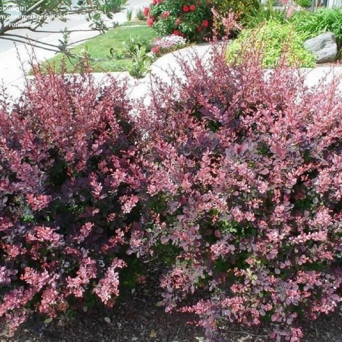 Barberry Ornamental Shrub Planting And Care Useful Properties