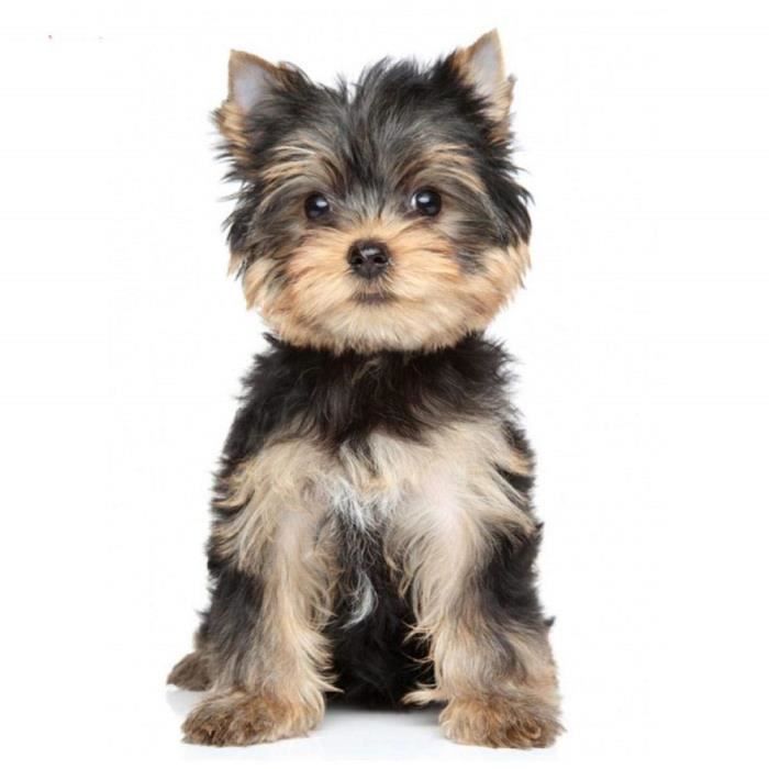 Pour Broderie 5d Diy Diamant Peinture Point De Croix Yorkshire Terrier Chien Nouveau Complet mosa/ïque kit D/écoration de La Maison 30x40 cm