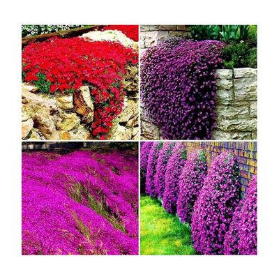 Tapis De Couverture De Jardin, Graines De Thym Rampant 400 Pièces Bleu