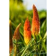 60 Graines de Tritome - Faux Aloé - Kniphofia  - Grandes fleurs ornementales-0
