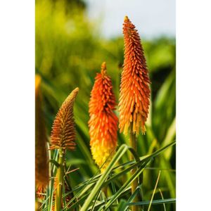 GRAINE - SEMENCE 60 Graines de Tritome - Faux Aloé - Kniphofia  - Grandes fleurs ornementales