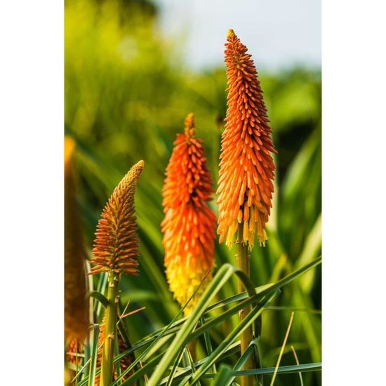 60 Graines de Tritome - Faux Aloé - Kniphofia  - Grandes fleurs ornementales
