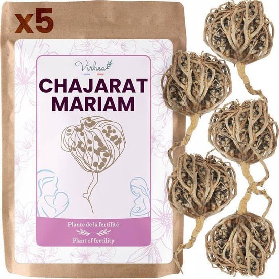Rose De Jéricho Chajarat Mariam X5 - Plante Fertilité - Anastatica Hierochuntica - Usage Traditionnel