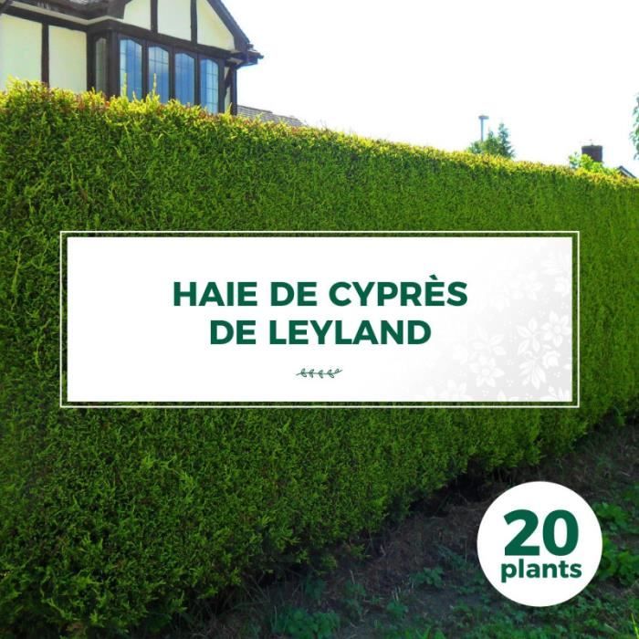 20 Cyprès De Leyland (Cupressocyparis Leylandii) Haie de Cyprès de Leyland 20 jeunes plants