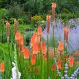 60 Graines de Tritome - Faux Aloé - Kniphofia  - Grandes fleurs ornementales-1