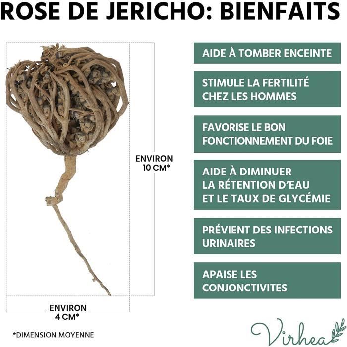 Rose de Jericho, Chajarat Mariam x5 - Format S - Plante Favorisant la  Fertilité - Anastatica Hierochuntica - Cdiscount Jardin