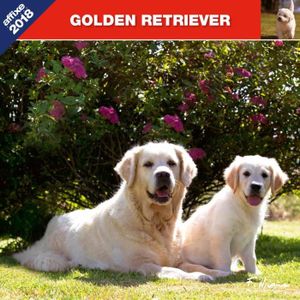 ROTTWEILER 2019 CALENDRIER AFFIXE NICAISE