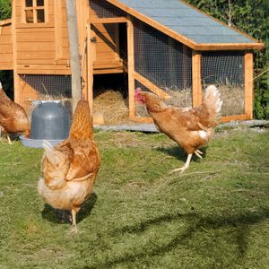 Cloture pour poule - Cdiscount