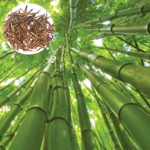 GRAINE - SEMENCE Graines de bambou 200pcs