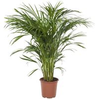 Plante d'intérieur – Palmiste multipliant – Hauteur: 90 cm X062