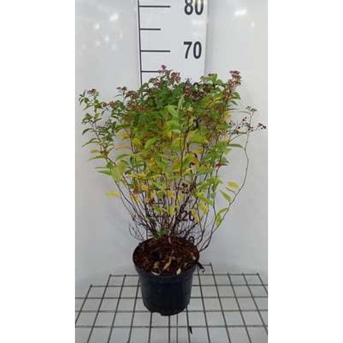Spiraea jap. Darts Red - Spirée Du Japon 25- 30 cm en pot