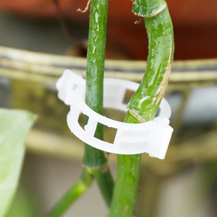 100 Clips De Greffage Pour Plantes - Plastique Transparent, 1.6cm - Pour Tomates, Aubergines, Légumes, Semis