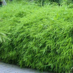 PLANTE POUSSÉE Fargesia Rufa (Pot de 14cm, Hauteur 50-60cm) - Bambou non envahissant et rustique